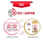 Royal Canin 法國皇家－波斯幼貓專屬配方